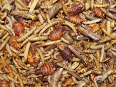 Směs sušeného hmyzu 50 / 100 / 250 g